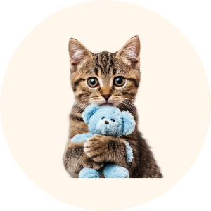 Cat toys
